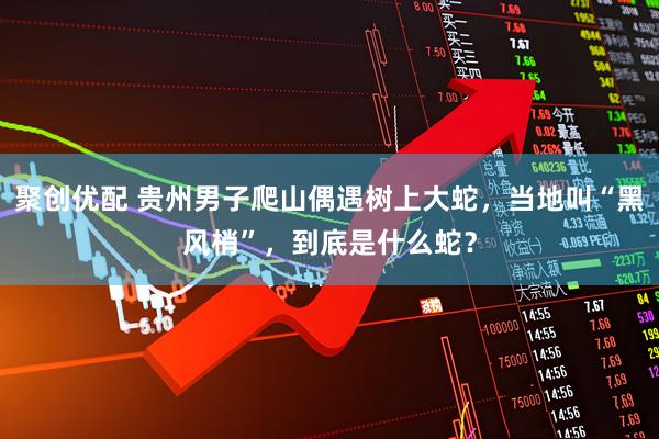聚创优配 贵州男子爬山偶遇树上大蛇，当地叫“黑风梢”，到底是什么蛇？
